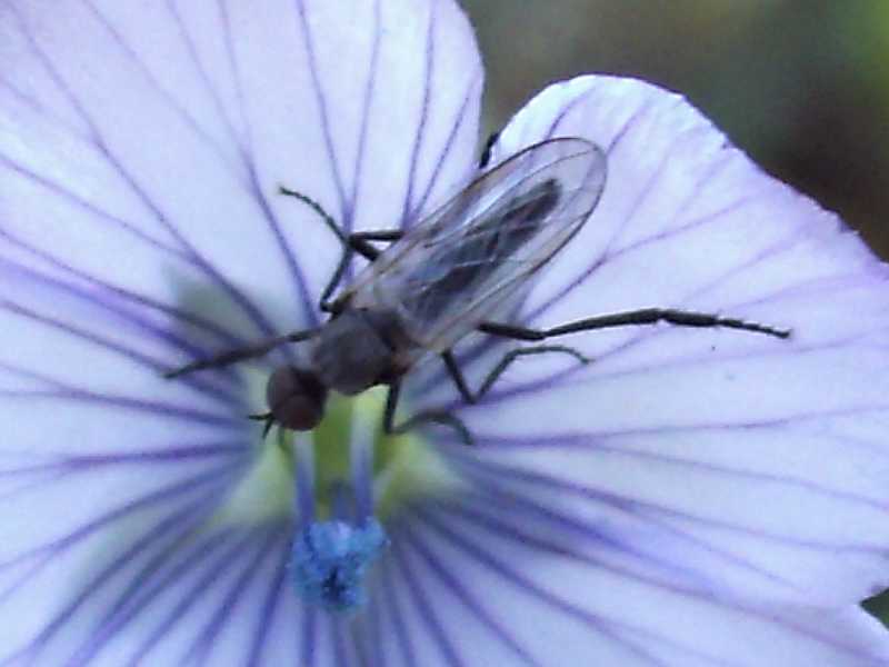 moscerino su lino